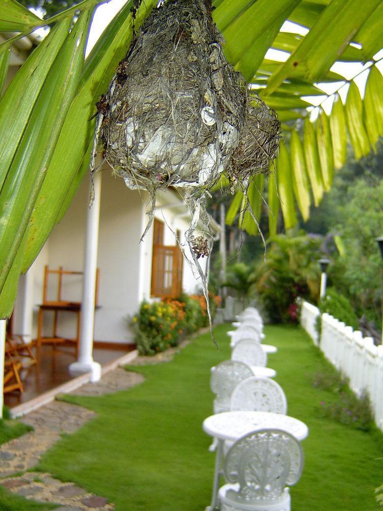 فندق Water Garden بيلهول اويا المظهر الخارجي الصورة